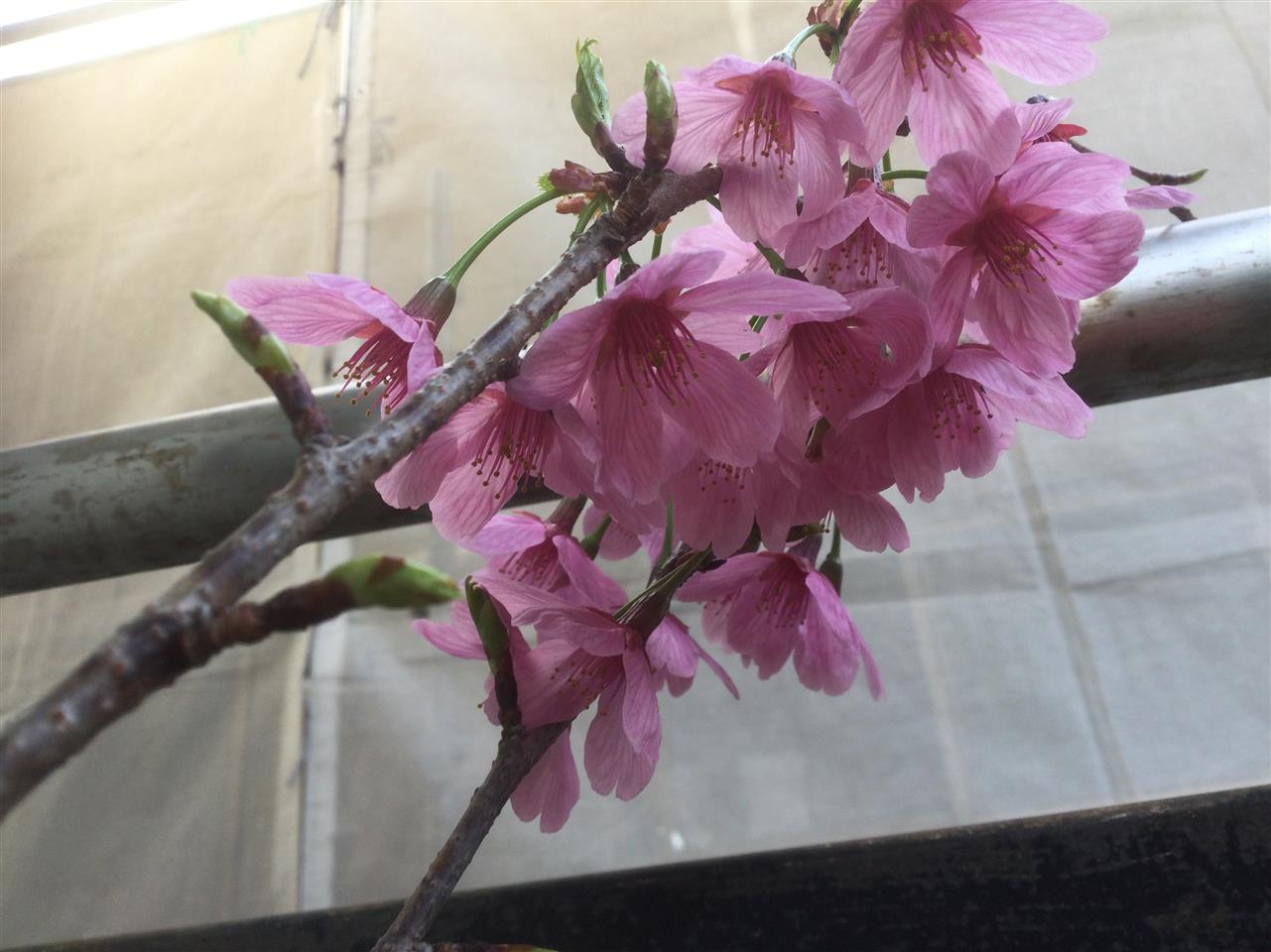 ❗️  桜　　咲きましたよ　　❗️