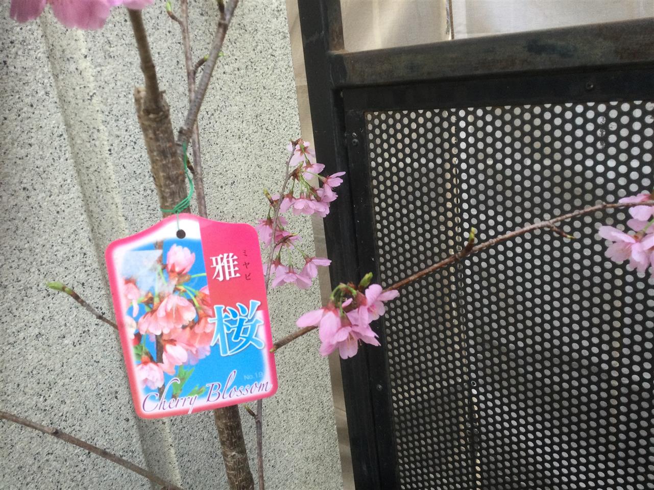 ❗️  桜　　咲きましたよ　　❗️